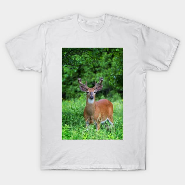 Spring Buck - White-tailed deer T-Shirt by Jim Cumming